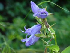 Campanula latifolia 'Macrantha'Breed klokje bestellen